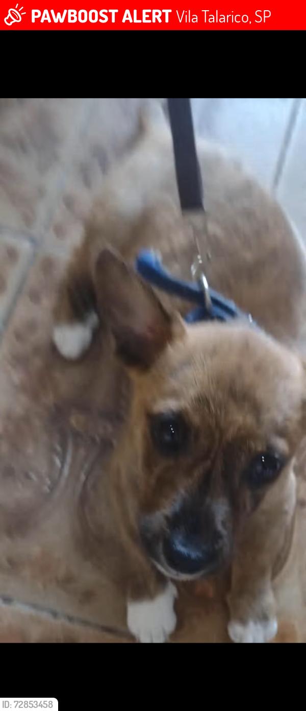 Lost Female Dog last seen Marron, Vila Talarico, SP 