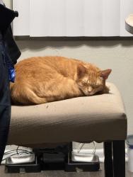 Lost Male Cat last seen green lane and warner avenue , Huntington Beach, CA 92649
