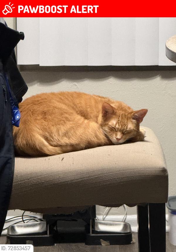 Lost Male Cat last seen green lane and warner avenue , Huntington Beach, CA 92649