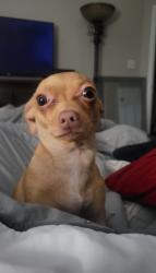 Lost Female Dog last seen N Falkenburg Road, Tampa, FL 33610