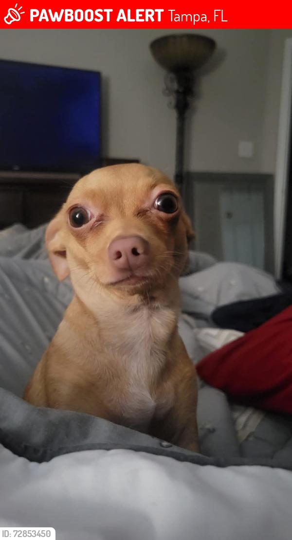 Lost Female Dog last seen N Falkenburg Road, Tampa, FL 33610