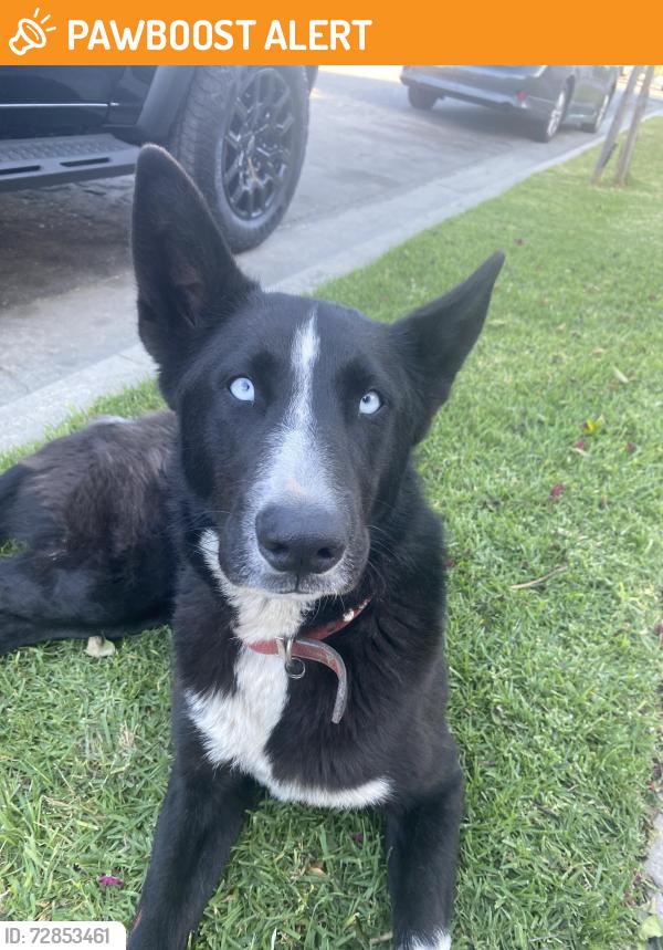 Found/Stray Female Dog last seen 60th and converse, Florence-Graham, CA 90001