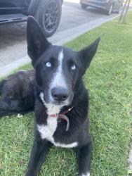 Found/Stray Female Dog last seen 60th and converse, Florence-Graham, CA 90001