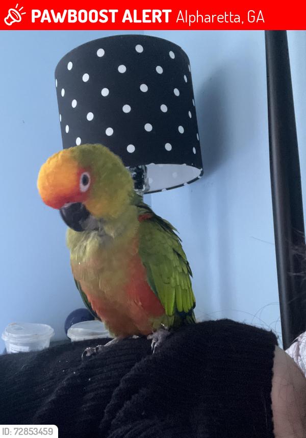 Lost Female Bird last seen White Columns , Alpharetta, GA 30004