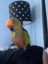 Lost Female Bird last seen White Columns , Alpharetta, GA 30004