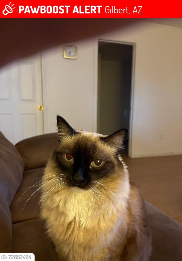 Lost Female Cat last seen Juniper and Val vista, Gilbert, AZ 85234