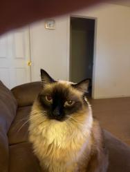 Lost Female Cat last seen Juniper and Val vista, Gilbert, AZ 85234