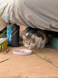 Found/Stray Unknown Cat last seen Olu St near 6th Ave , Honolulu, HI 96816