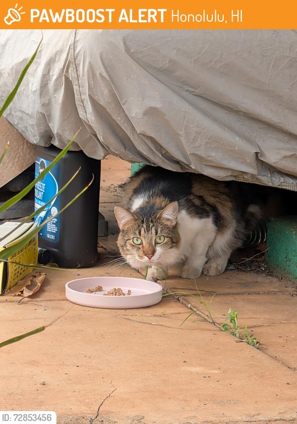 Found/Stray Unknown Cat last seen Olu St near 6th Ave , Honolulu, HI 96816