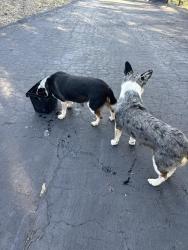Found/Stray Male Dog last seen Reche , Fallbrook, CA 92028