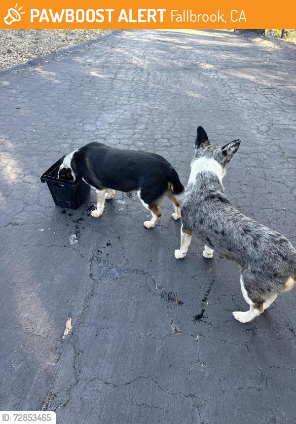 Found/Stray Male Dog last seen Reche , Fallbrook, CA 92028