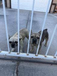 Found/Stray Unknown Dog last seen Linn and washington, Las Vegas, NV 89110