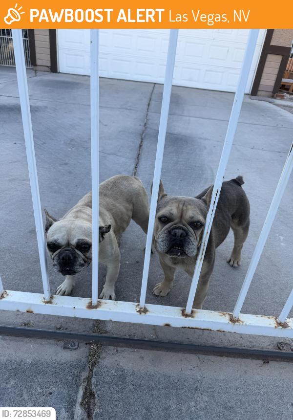Found/Stray Unknown Dog last seen Linn and washington, Las Vegas, NV 89110