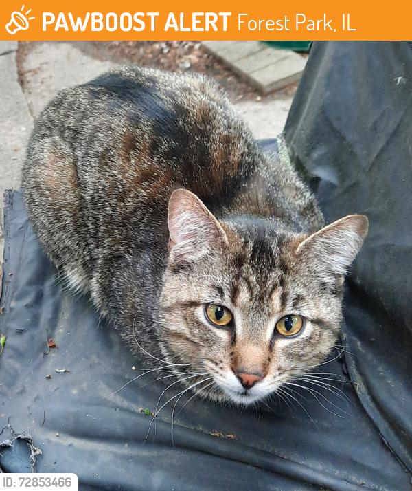 Found/Stray Unknown Cat last seen Lexington and Harlem, Forest Park, IL 60130