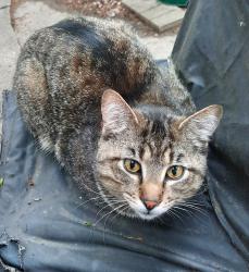 Found/Stray Unknown Cat last seen Lexington and Harlem, Forest Park, IL 60130