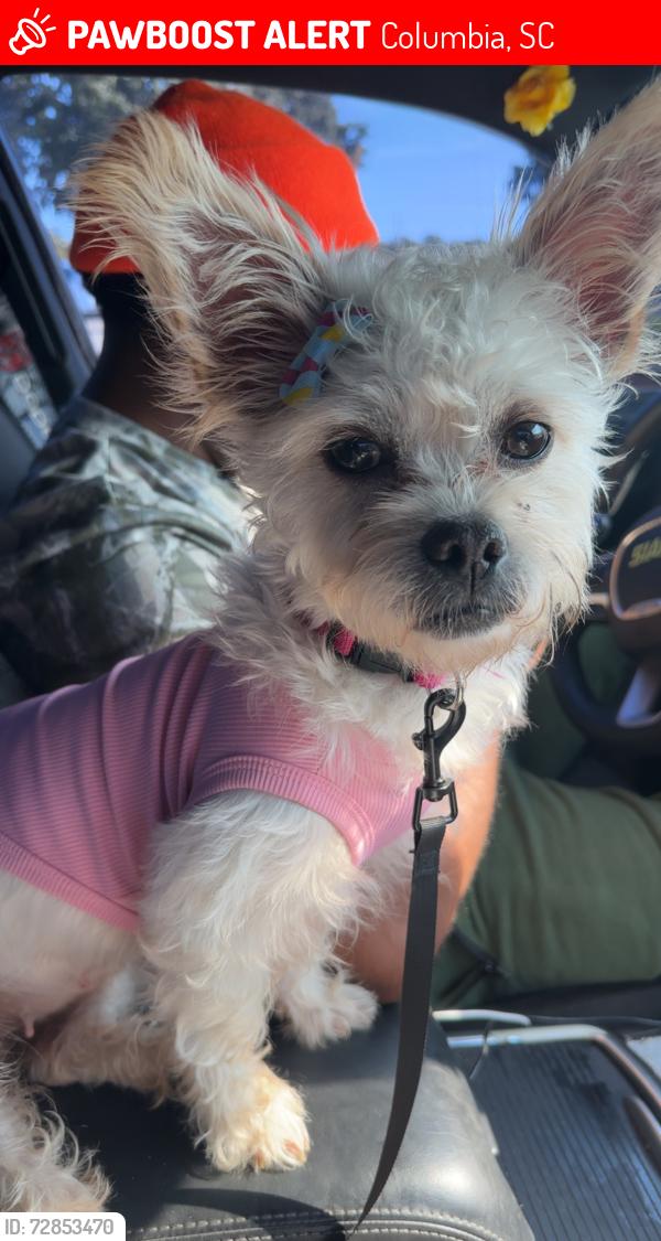 Lost Female Dog last seen Near Walmart and aldis on garners ferry rd , Columbia, SC 29209