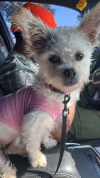 Lost Female Dog last seen Near Walmart and aldis on garners ferry rd , Columbia, SC 29209