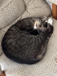 Found/Stray Female Cat last seen Near walnut st commerce , Commerce, TX 75428