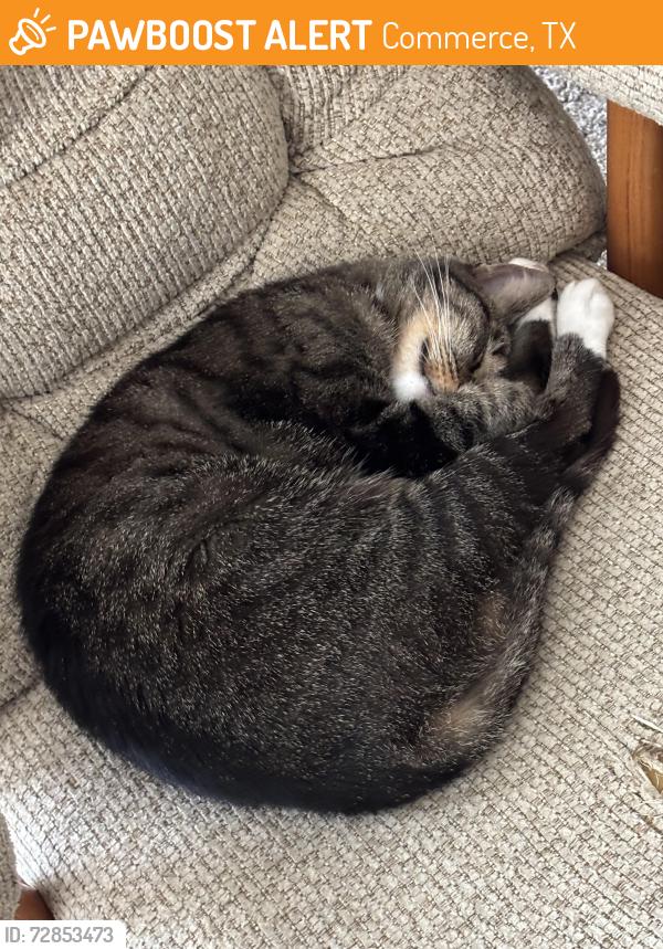 Found/Stray Female Cat last seen Near walnut st commerce , Commerce, TX 75428