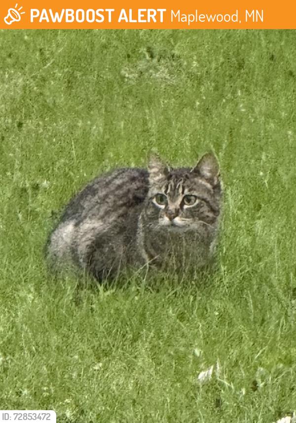 Found/Stray Unknown Cat last seen Clarence St N at dead end, Maplewood, MN 55109