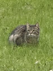 Found/Stray Unknown Cat last seen Clarence St N at dead end, Maplewood, MN 55109