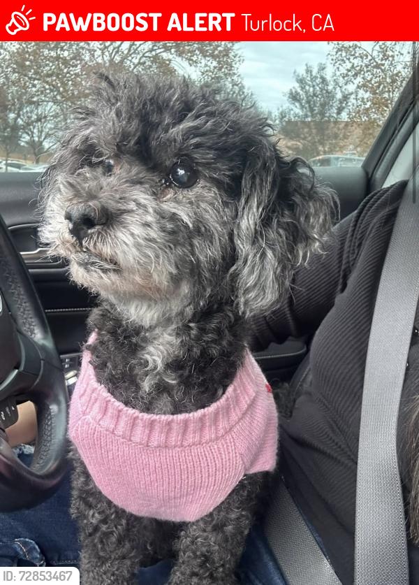 Lost Female Dog last seen Near Pitman High School , Turlock, CA 95382