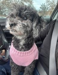 Lost Female Dog last seen Near Pitman High School , Turlock, CA 95382