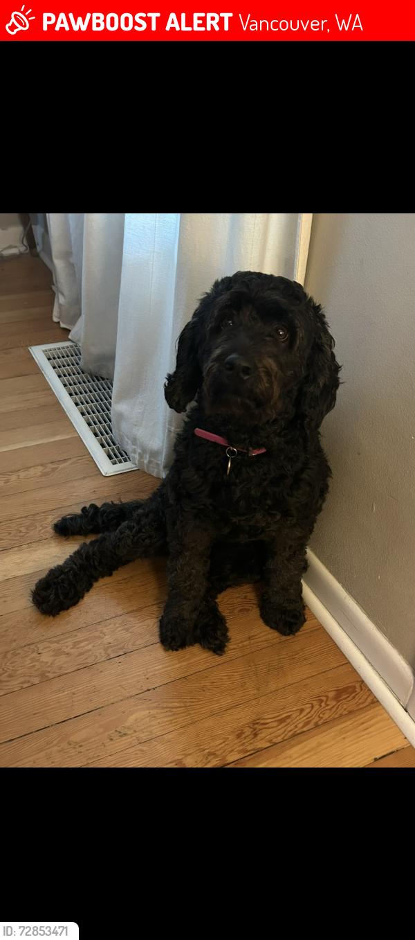 Lost Female Dog last seen W 20th st and Mill Plain Blvd, Vancouver, WA 98660