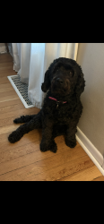 Lost Female Dog last seen W 20th st and Mill Plain Blvd, Vancouver, WA 98660