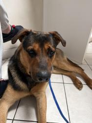 Found/Stray Male Dog last seen Brookside park, Indianapolis, IN 46201
