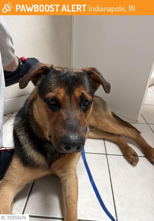 Found/Stray Male Dog last seen Brookside park, Indianapolis, IN 46201