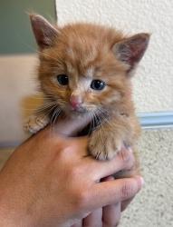 Shelter Stray Male Cat last seen Near BLOCK TREY AVE, 6851 Van Buren Boulevard, Jurupa Valley, CA 92509, USA