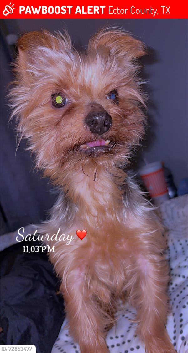Lost Male Dog last seen 61st and Golder , Ector County, TX 79764