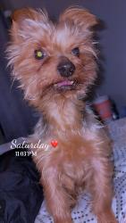 Lost Male Dog last seen 61st and Golder , Ector County, TX 79764