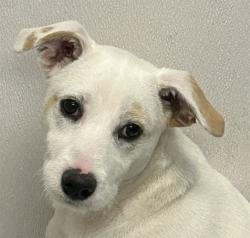Shelter Stray Male Dog last seen , 4000 N Silverbell Rd, Tucson, AZ 85745, USA