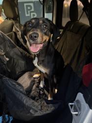 Found/Stray Female Dog last seen Hwy 50 and 12th street , Clermont, FL 34711