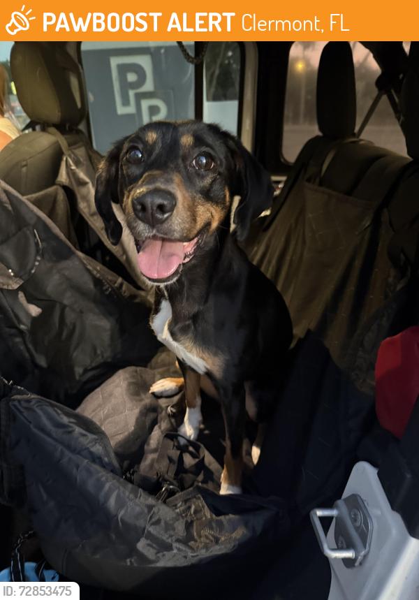 Found/Stray Female Dog last seen Hwy 50 and 12th street , Clermont, FL 34711