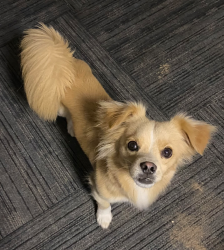 Lost Male Dog last seen S Arizona ave and Verona st , East Los Angeles, CA 90022