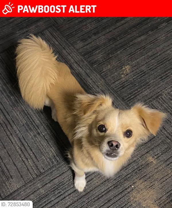 Lost Male Dog last seen S Arizona ave and Verona st , East Los Angeles, CA 90022