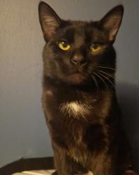 Lost Male Cat last seen Flagstone, Loves Park, IL 61111