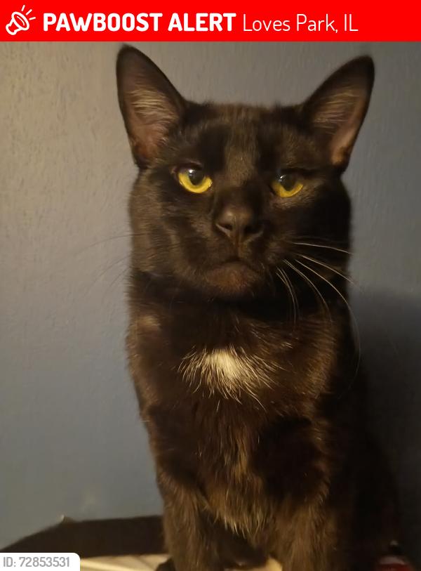 Lost Male Cat last seen Flagstone, Loves Park, IL 61111