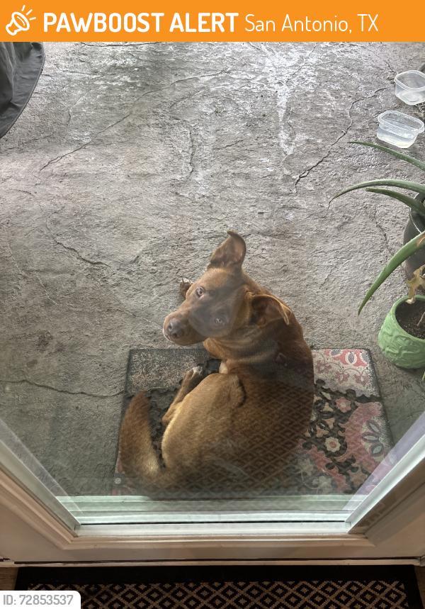Found/Stray Male Dog last seen New world drive off of Eisenhauer, San Antonio, TX 78239