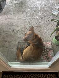 Found/Stray Male Dog last seen New world drive off of Eisenhauer, San Antonio, TX 78239