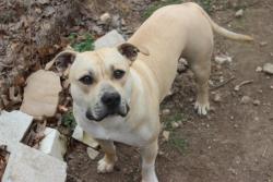 Lost Male Dog last seen Neighborhood behind bow and barrel, Saint Robert, MO 65584
