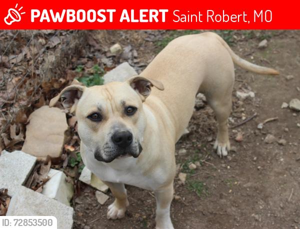 Lost Male Dog last seen Neighborhood behind bow and barrel, Saint Robert, MO 65584