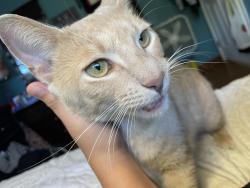 Lost Male Cat last seen By Hermitage Elementary , Nashville, TN 37076