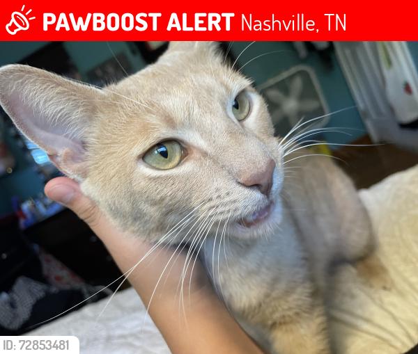 Lost Male Cat last seen By Hermitage Elementary , Nashville, TN 37076