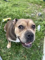 Lost Female Dog last seen Valero on Parkrow and westgreen Katy tx, Katy, TX 77449