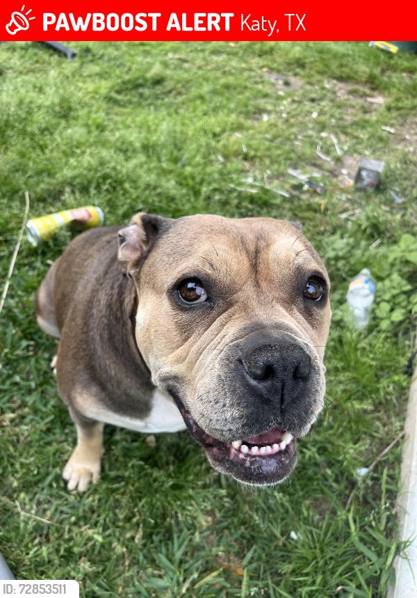 Lost Female Dog last seen Valero on Parkrow and westgreen Katy tx, Katy, TX 77449