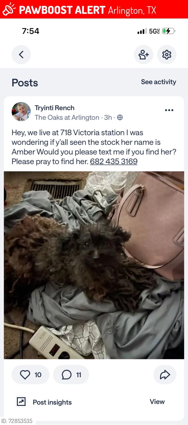 Lost Female Dog last seen She lives at 718 Victoria Station, Arlington, TX 76017